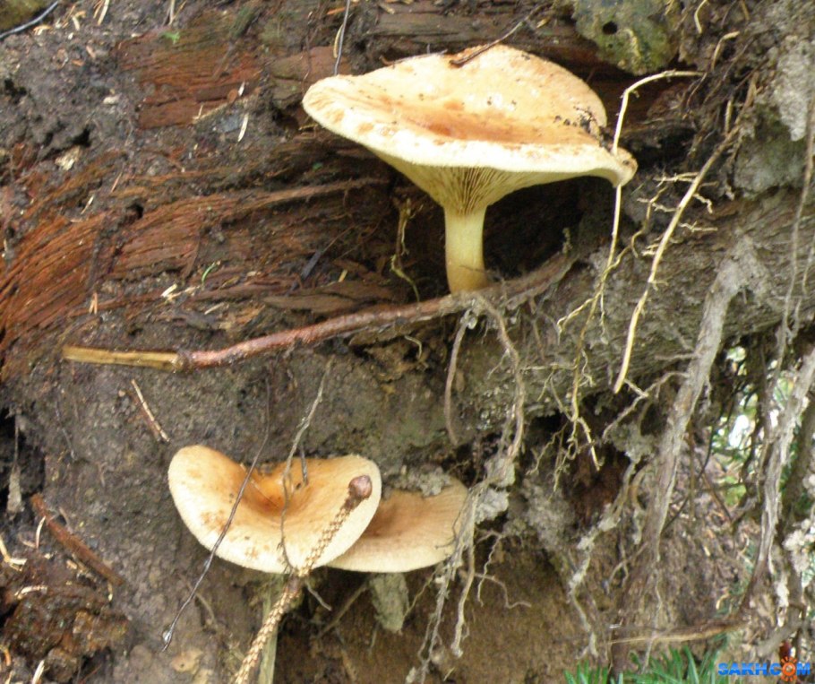 Гриб свинушка толстая съедобный