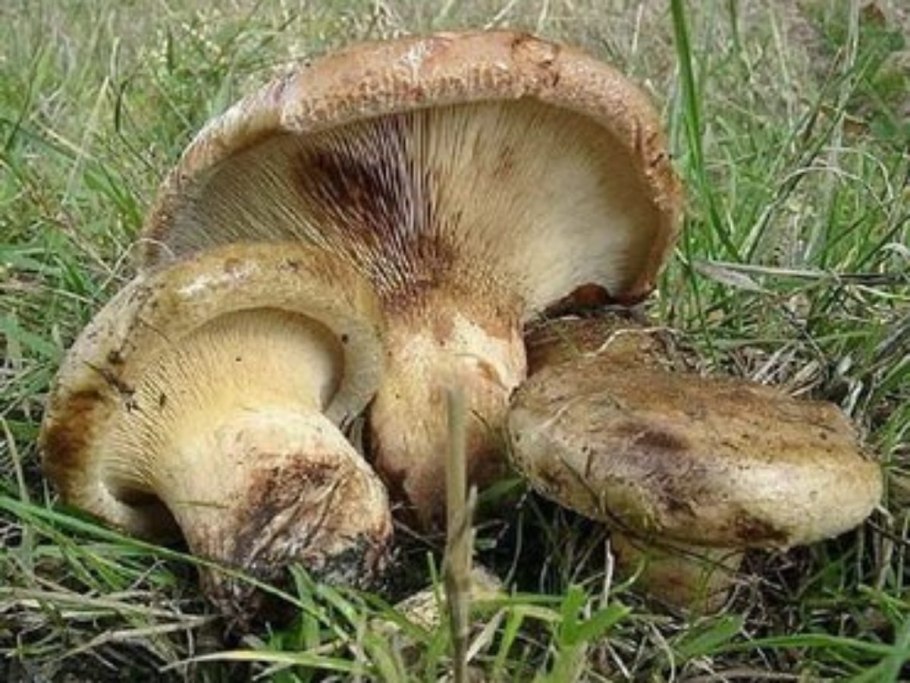 Свинушка тонкая Paxillus involutus