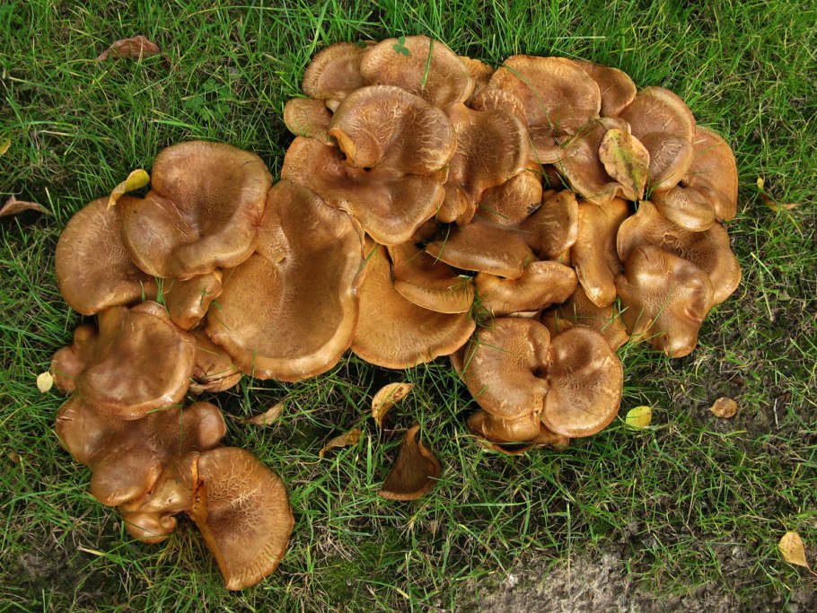 Свинушка тонкая Paxillus involutus