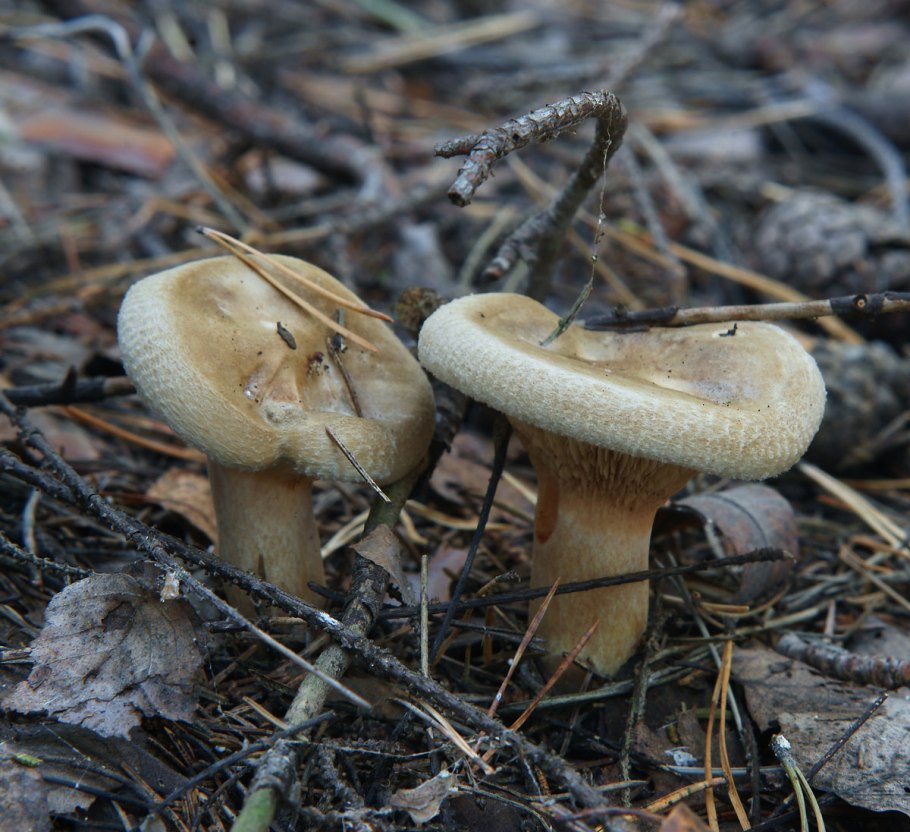 Гриб свинушка