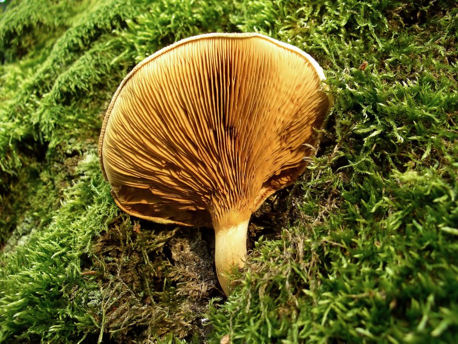 Свинушка Ольховая