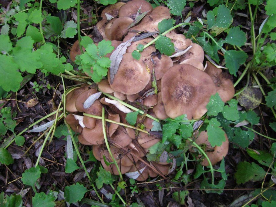 Осенние грибы рядовки несъедобные