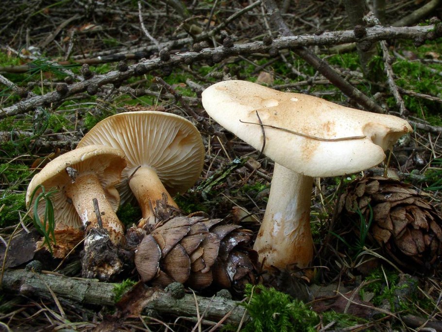 Лесные опята рядовки