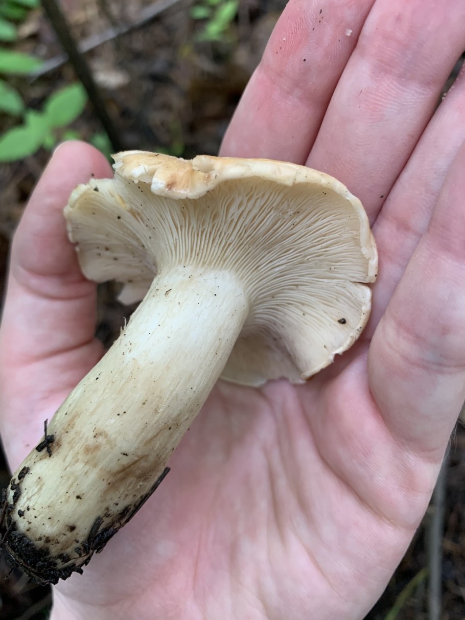 Рядовка Майская Calocybe gambosa