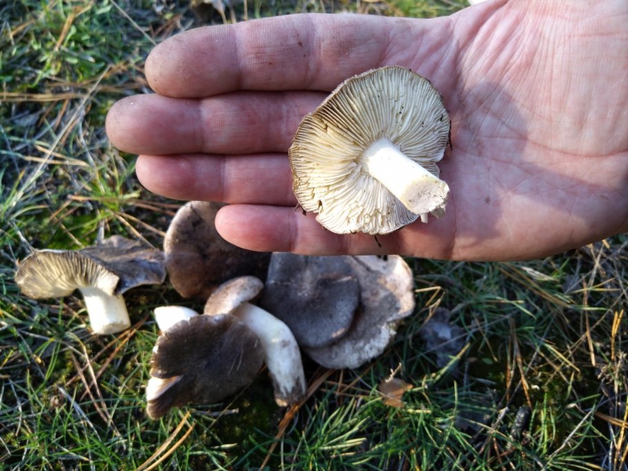 Рядовка серая Сосновая