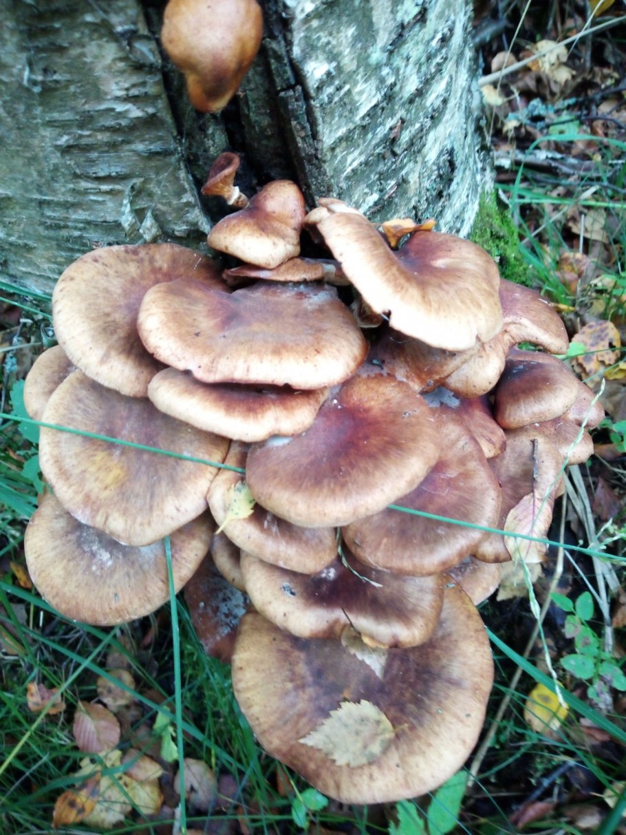Опенок ссыхающийся Armillaria tabescens