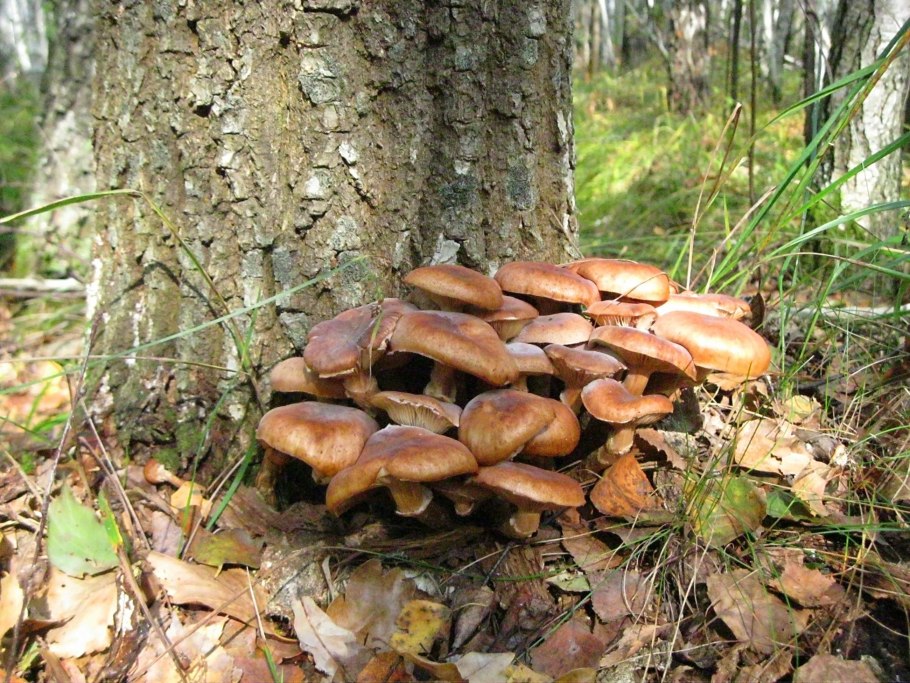 Опята на Украине