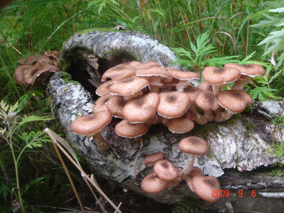 Грибница опенка