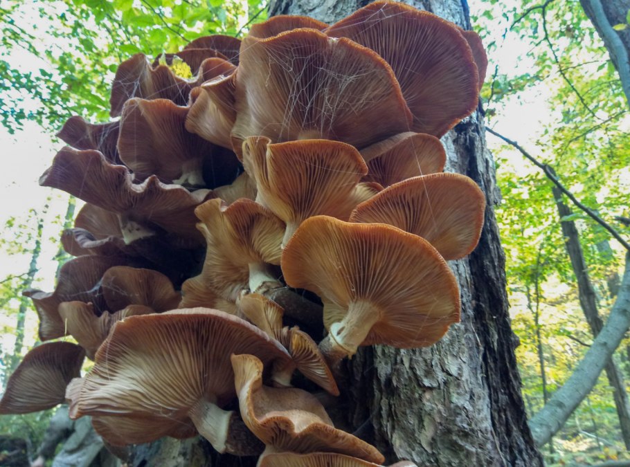 Гигантский опенок