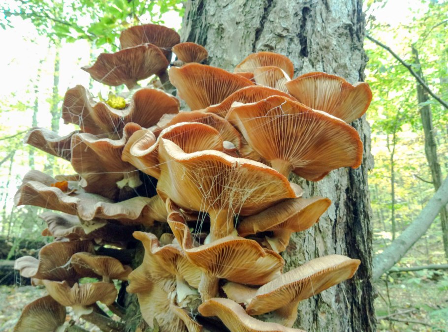 Опенок летний (kuehnerоmyces mutаbilis).