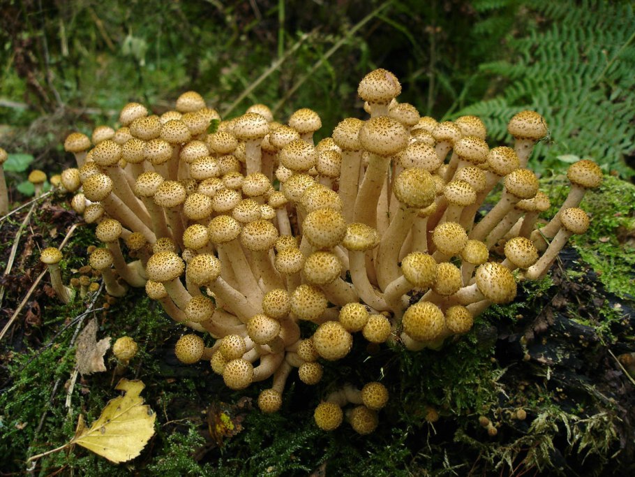 Опенок Дальневосточный