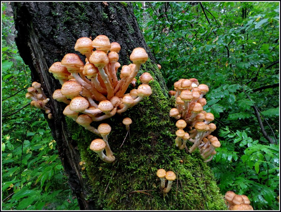 Опёнок осенний