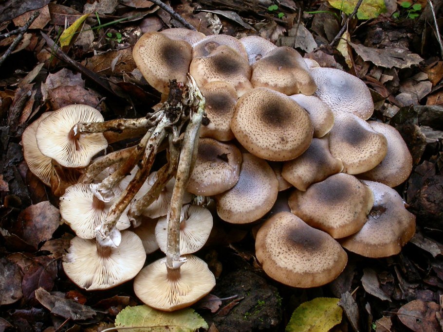 Опёнок осенний (Armillaria mellea)
