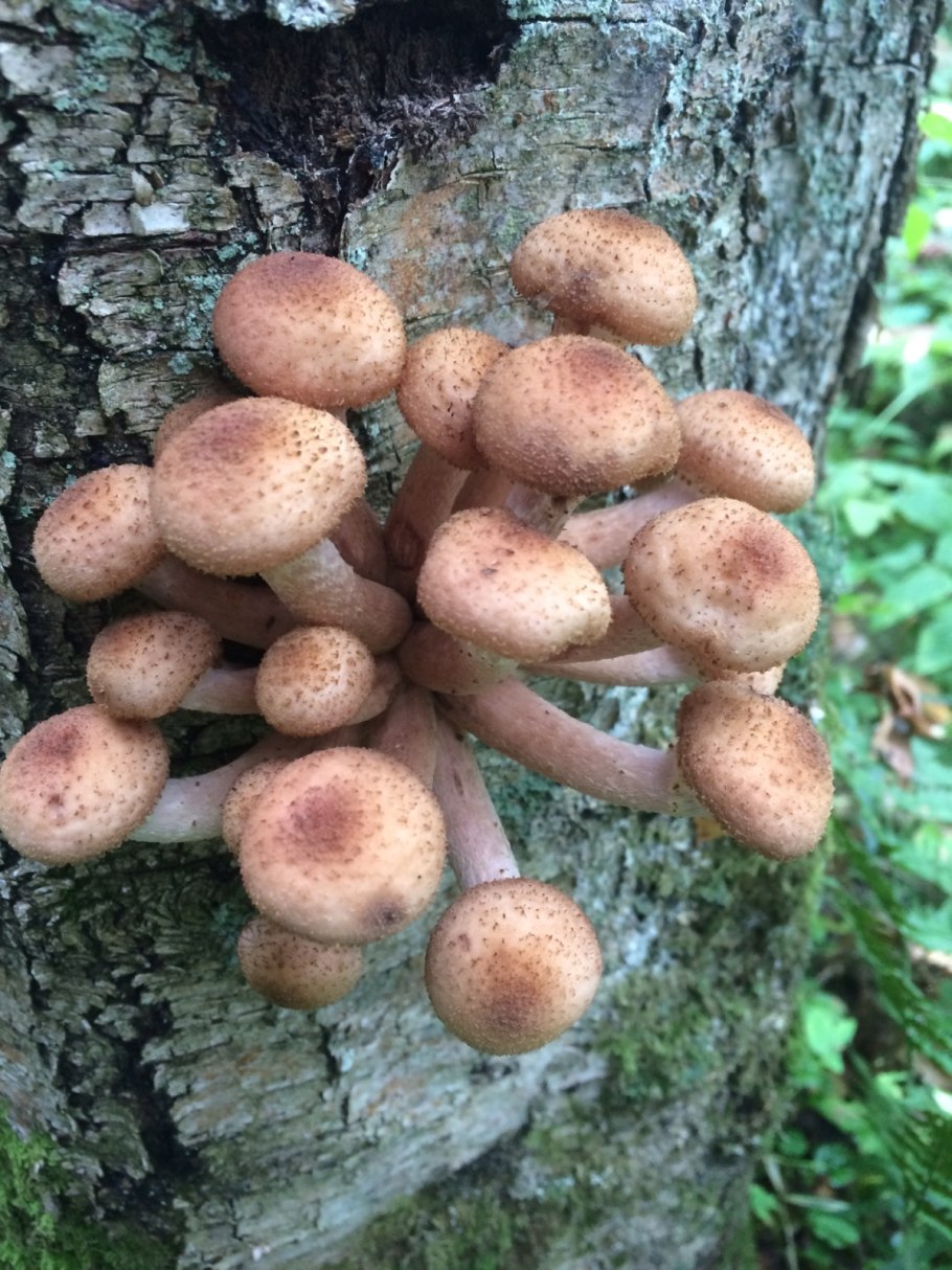 Грибы опята Поляна