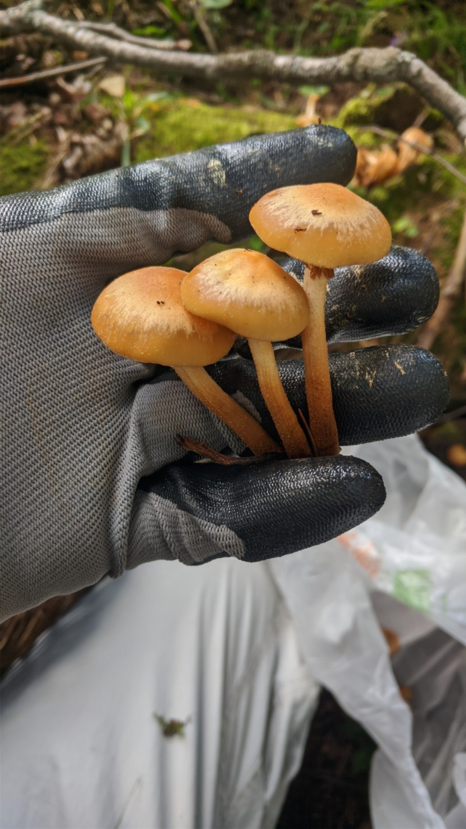 Осенние грибы Подмосковья съедобные