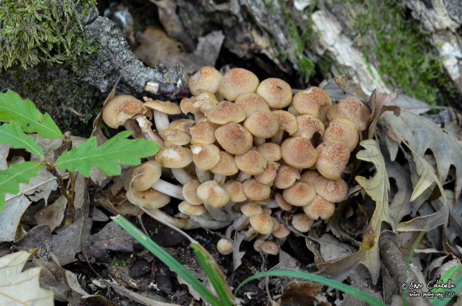 Галюны от опят