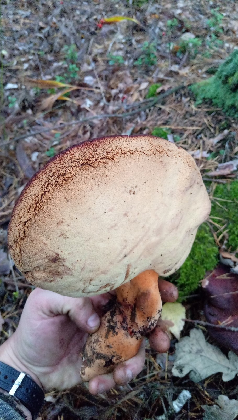 Опята Архангельской области