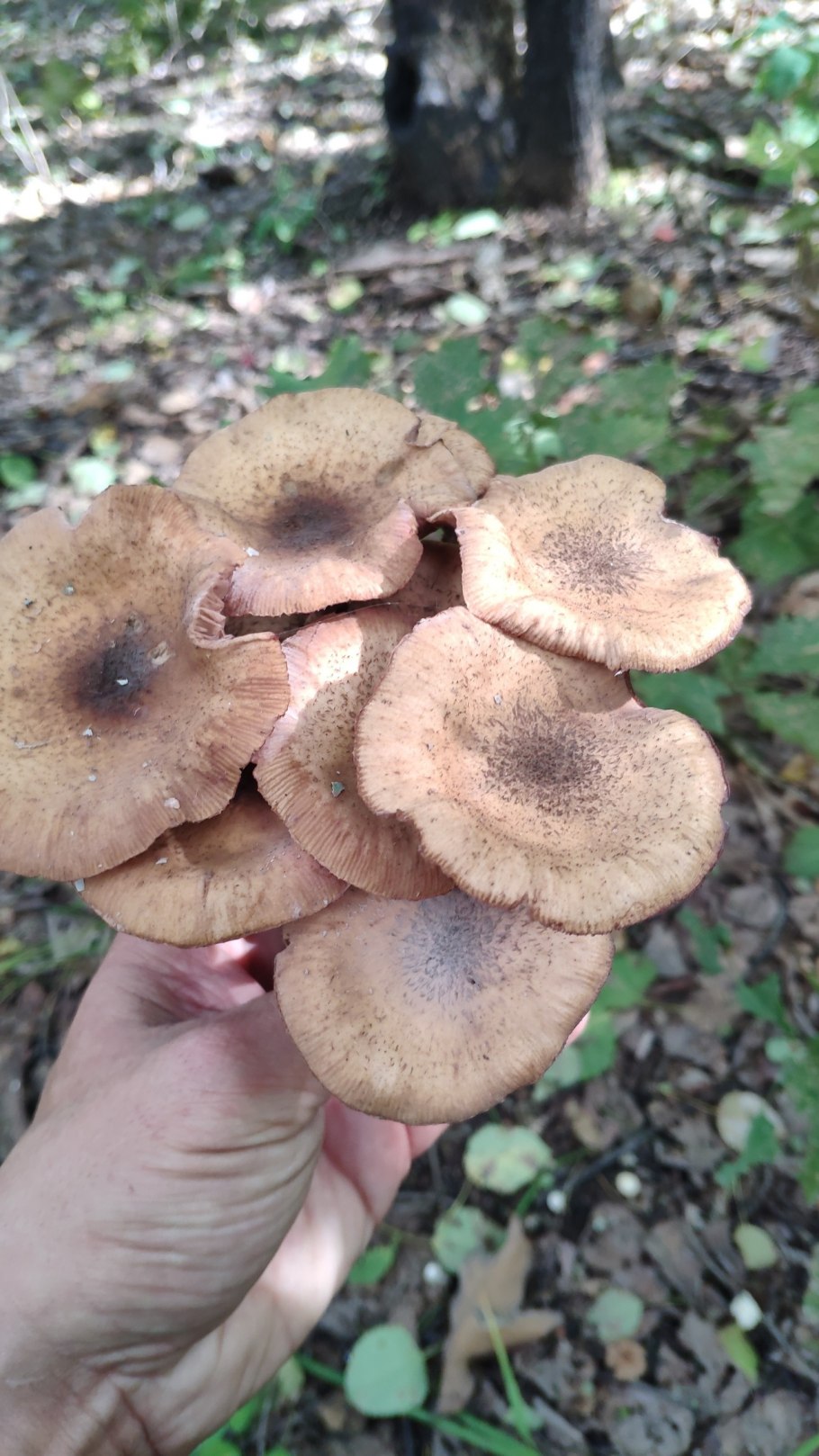 Летний опенок Kuehneromyces mutabilis
