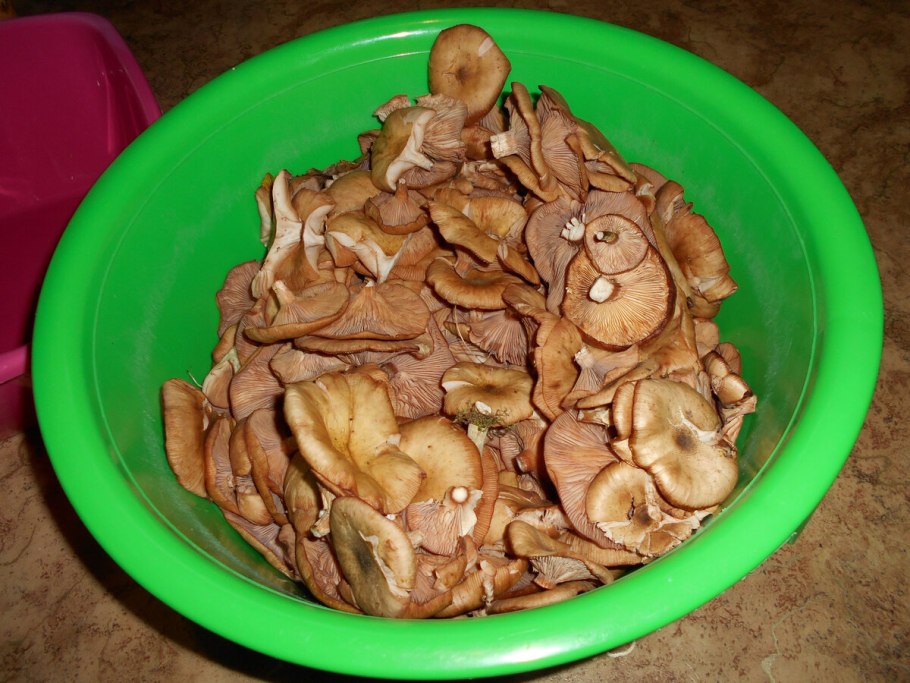 Опенок ссыхающийся Armillaria tabescens