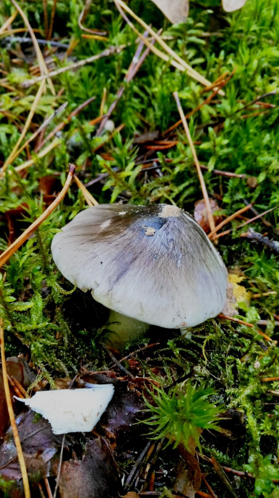 Грибы рядовки несъедобные