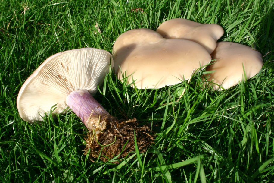 Леписта лиловоногая (синеножка)