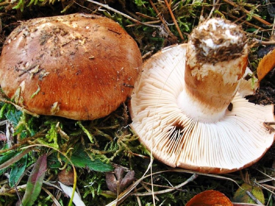 Рядовка серая Tricholoma portentosum.