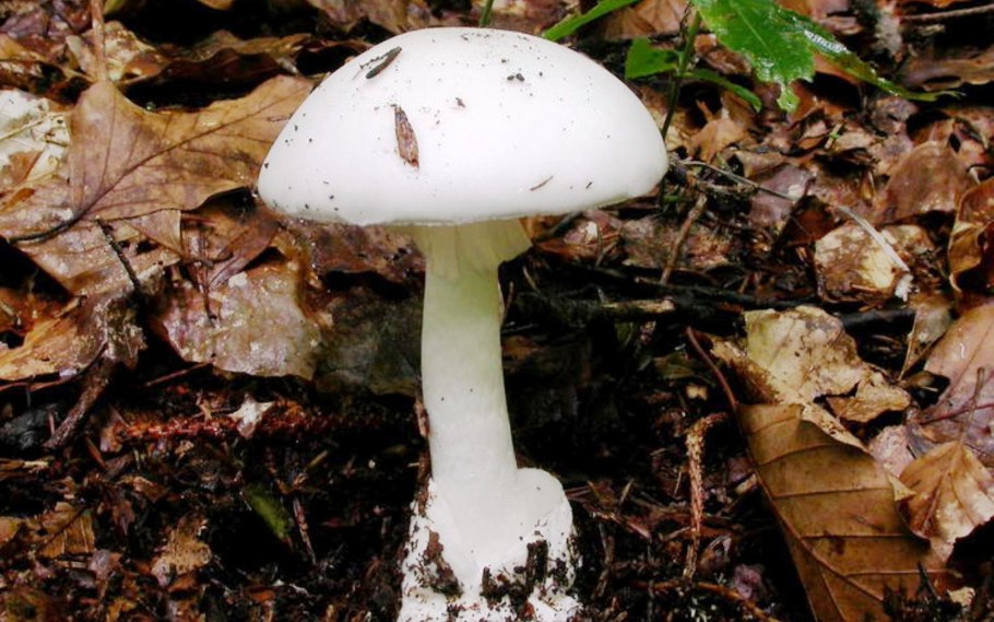 Бледная поганка Amanita phalloides