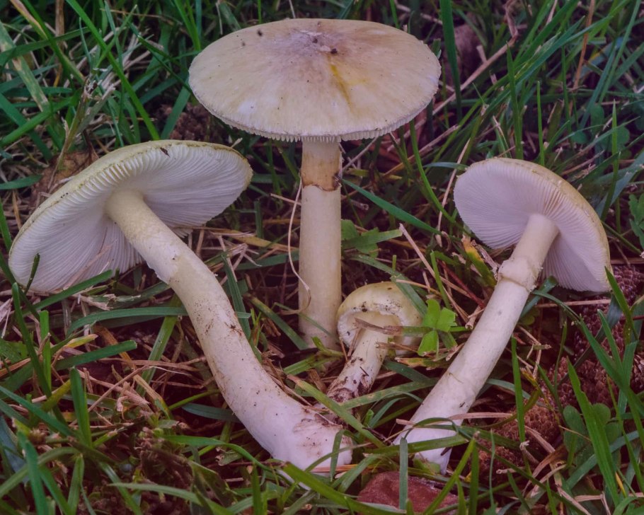 Бледная поганка Amanita phalloides