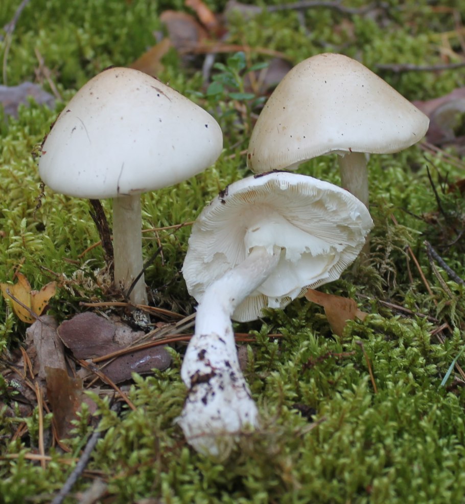 Бледная поганка Amanita phalloides
