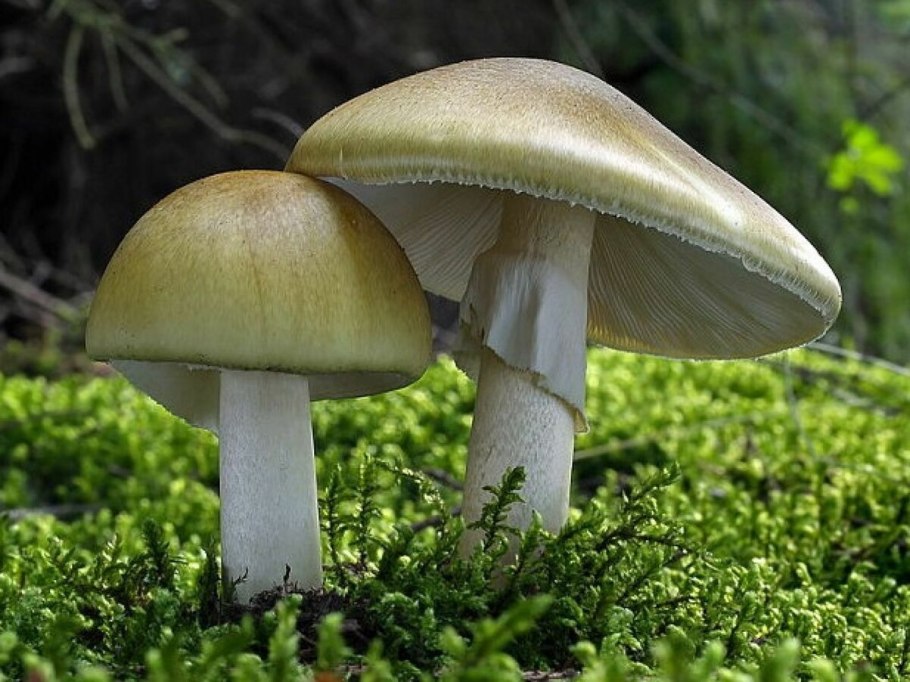 Мухомор и бледная поганка