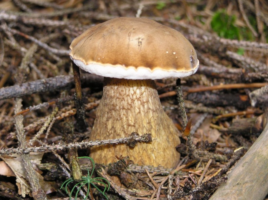 Ложный белый горчак