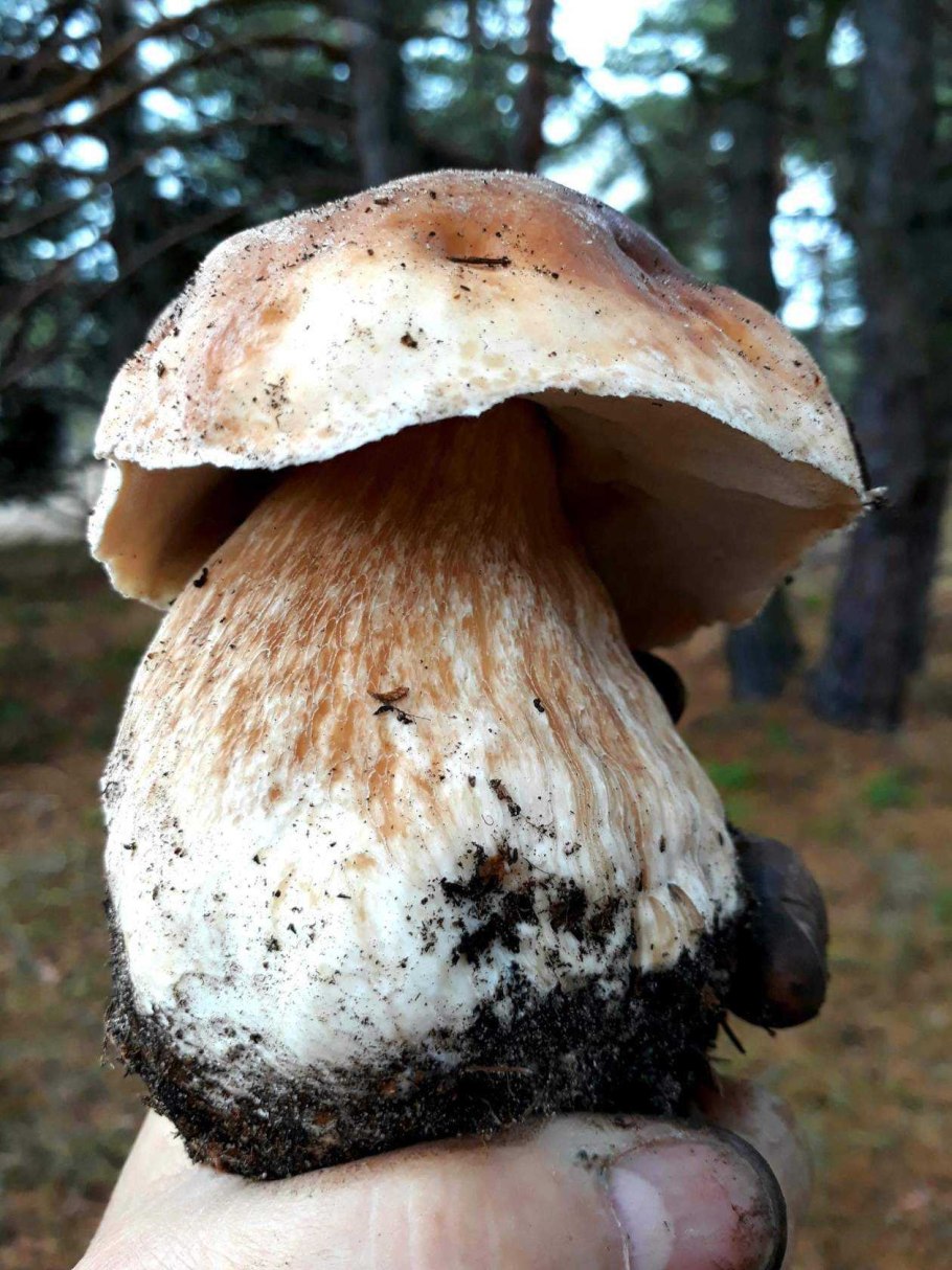 Ложный Боровик белый гриб