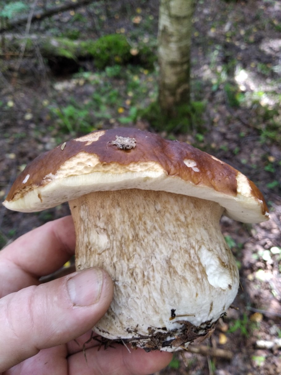 Боровик гриб ложный и настоящий