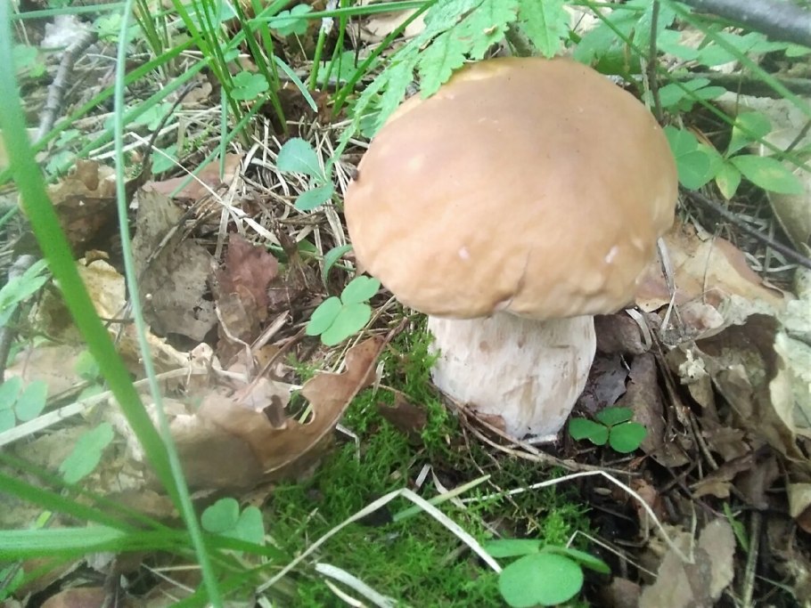 Ложный Боровик белый гриб
