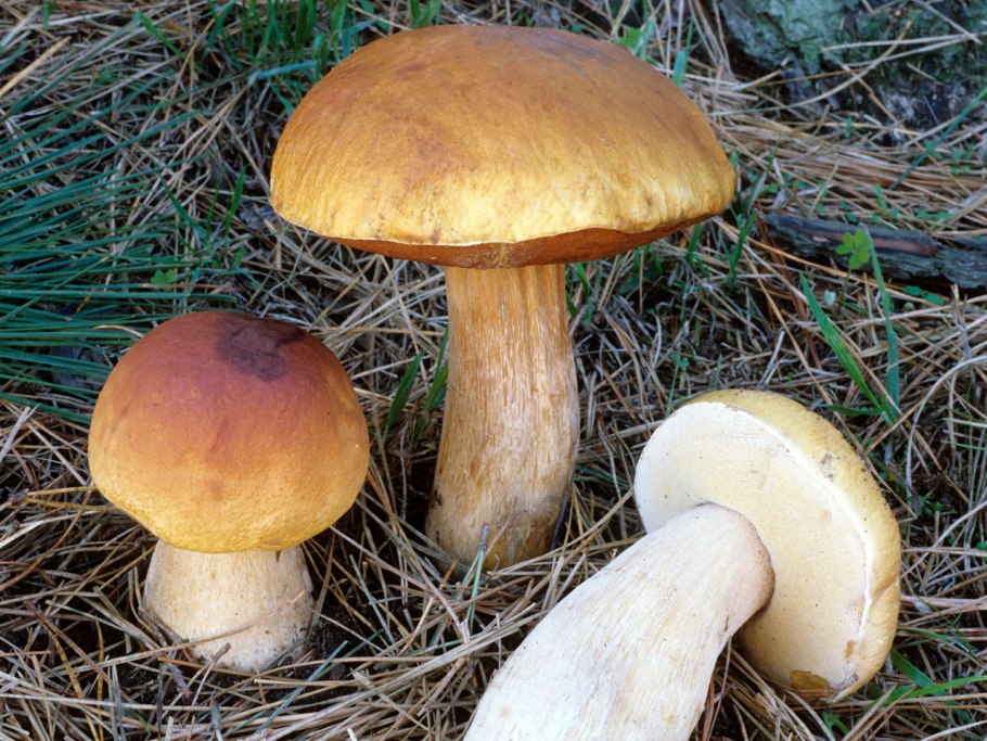 Boletus edulis f. citrinus