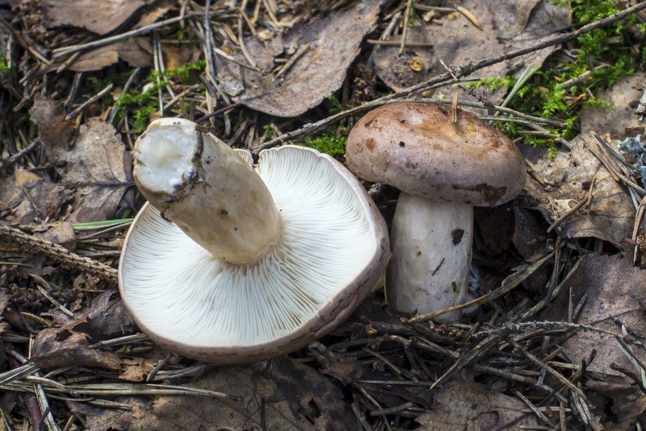 Груздь лиловый серушка