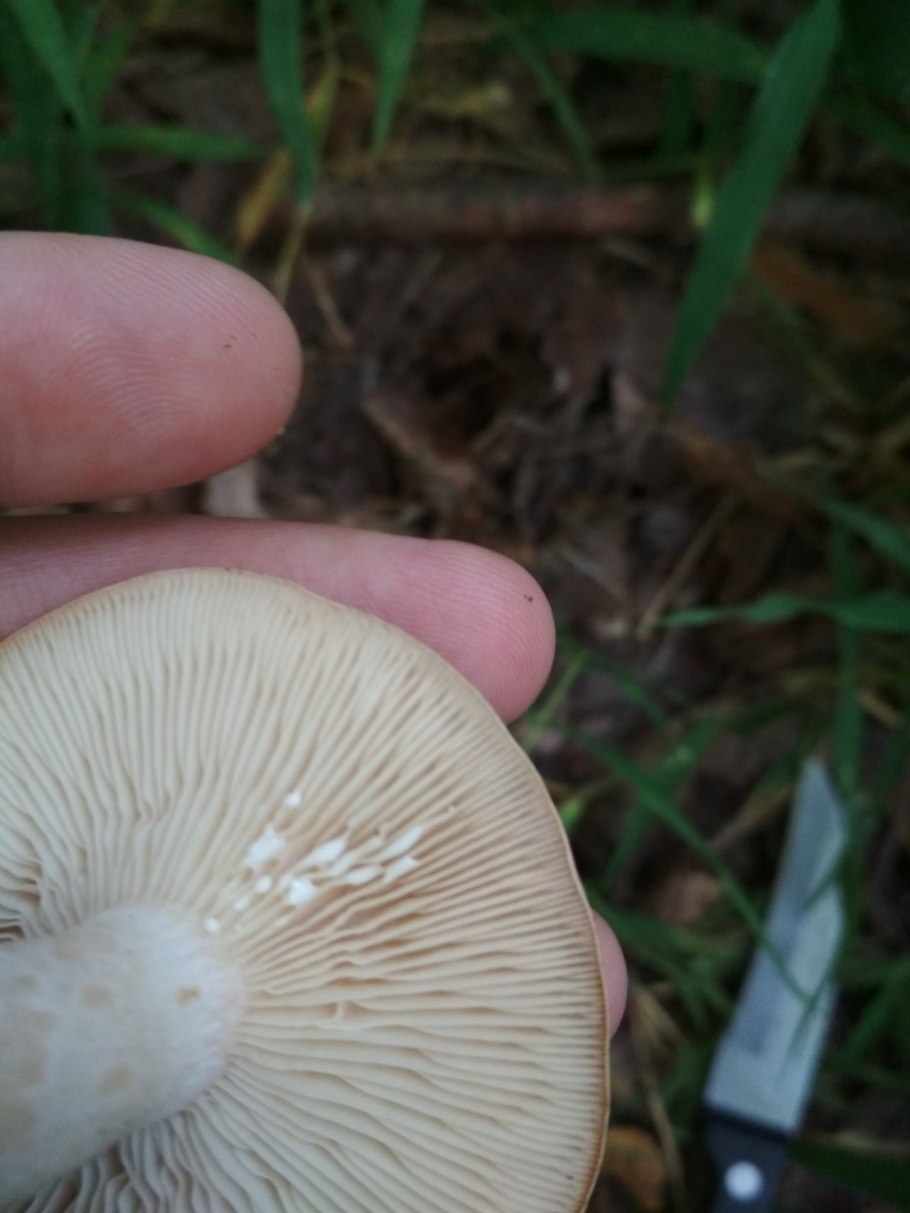 Гриб Lactarius flexuosus