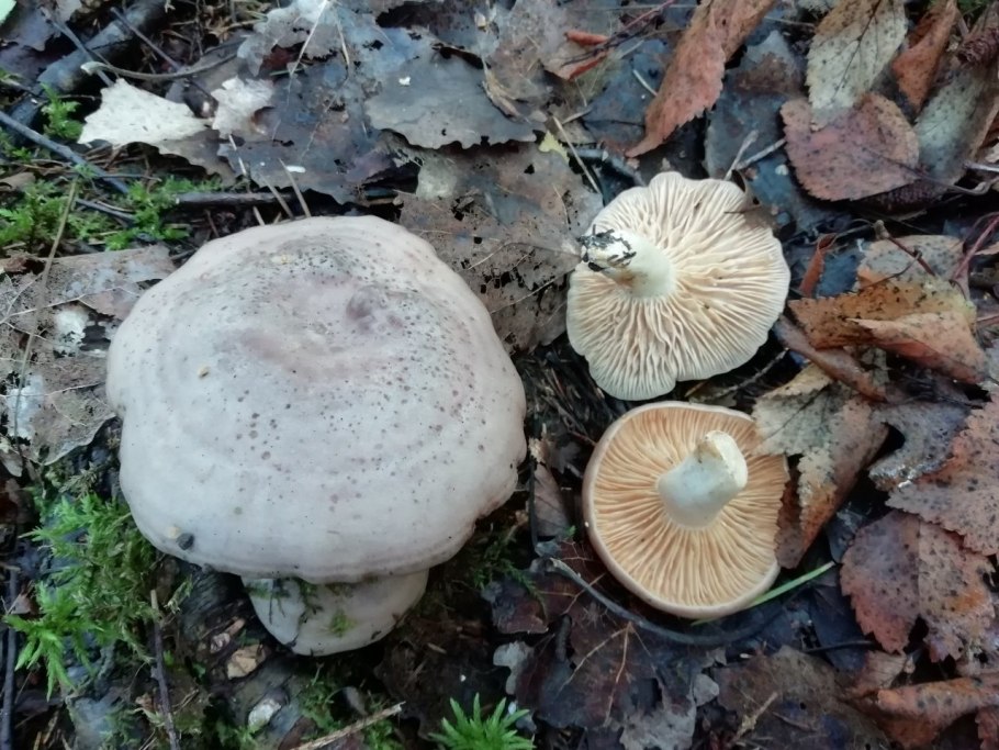Серушка гриб Lactarius flexuosus