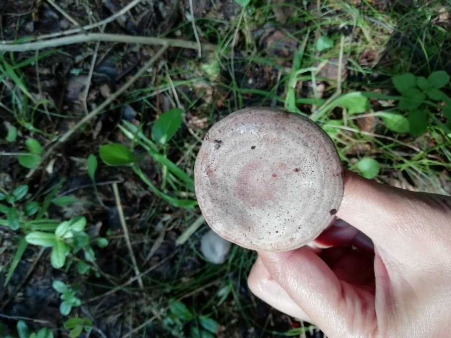 Серушка гриб Lactarius flexuosus