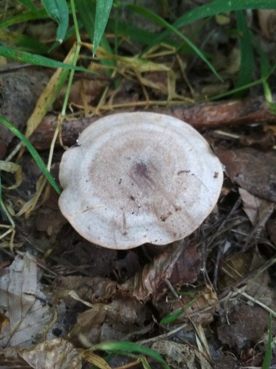 Серушка гриб Lactarius flexuosus