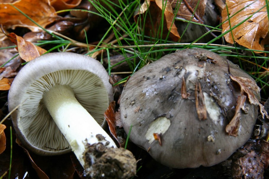 Рядовки серушки