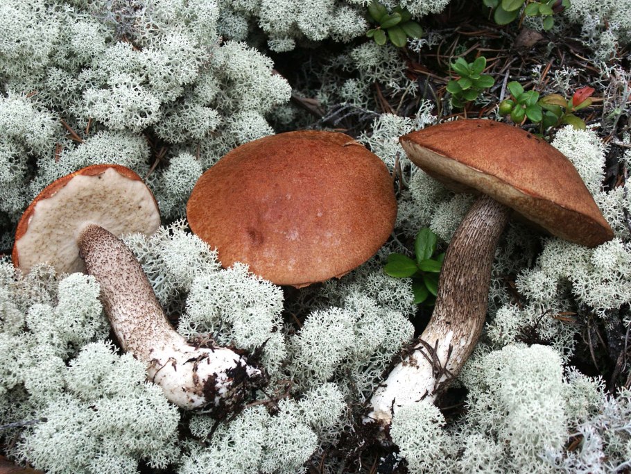 Подосиновик Сосновый