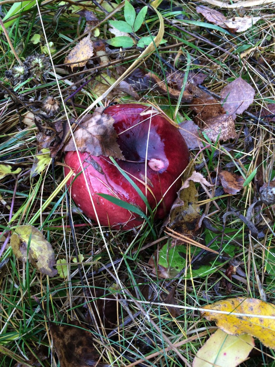 Блюда с грибами