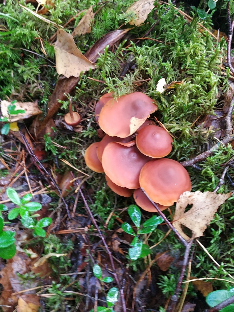 Бордовый гриб на мхе