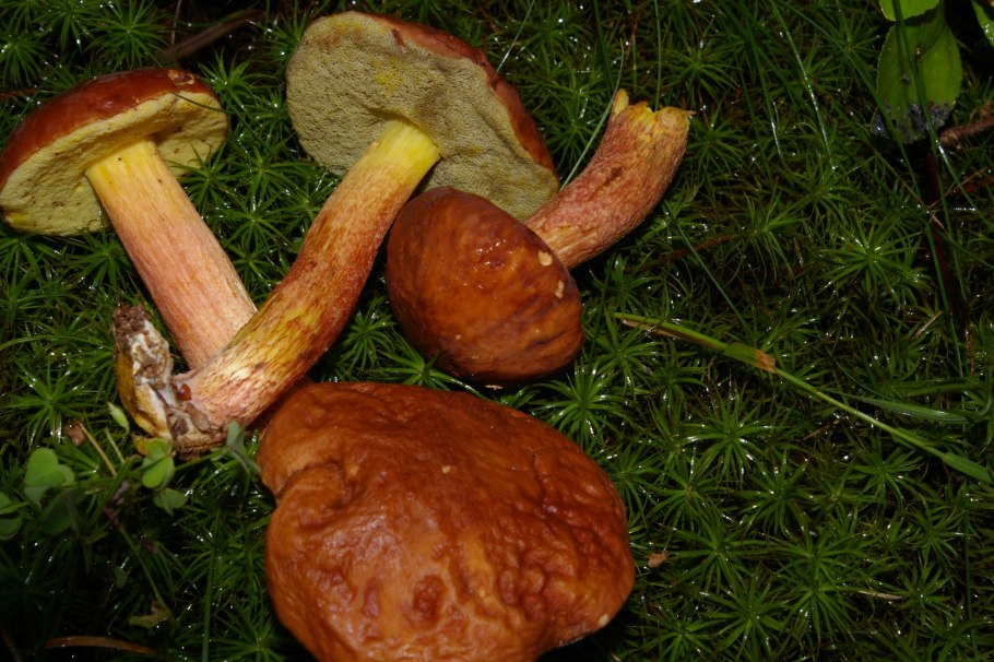 Моховик красный xerocomus rubellus