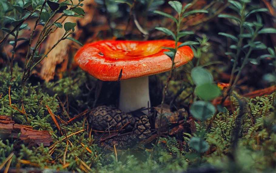 Сыроежка и мухомор