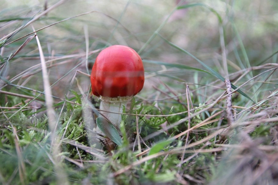Национальннские боры грибы белые