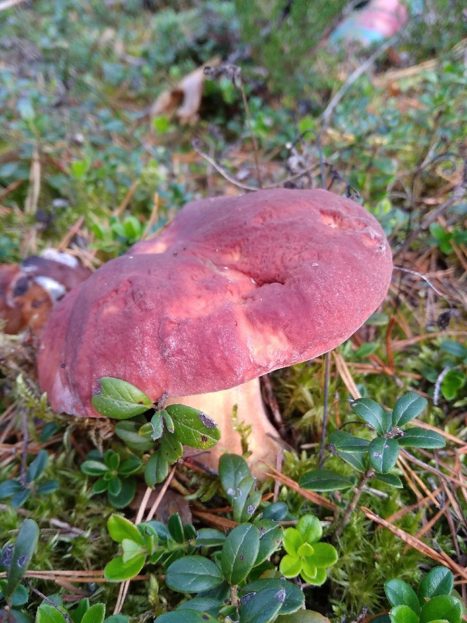 Рядовка жёлто-красная