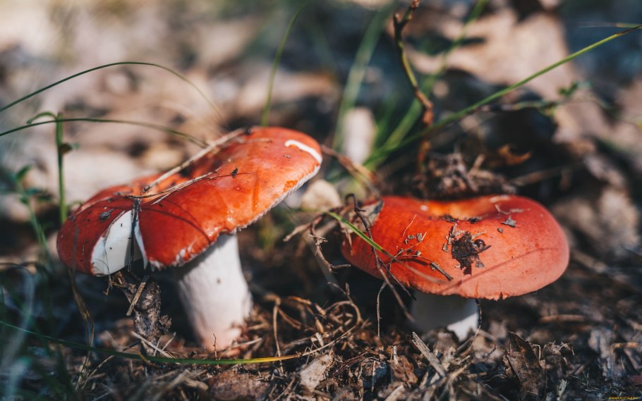 Красноголовик Сосновый