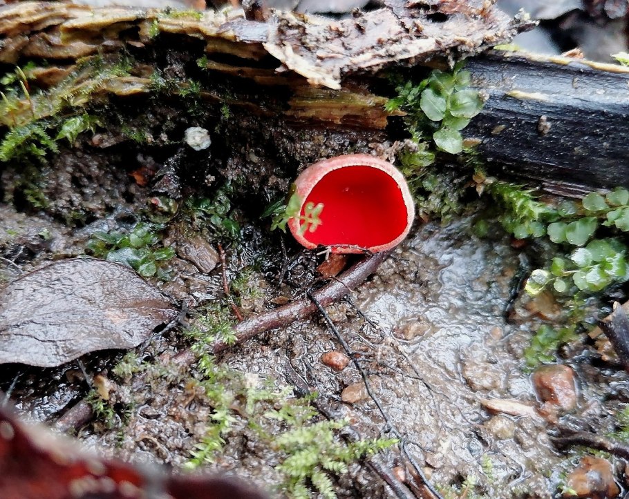 Грибы коричневая шляпка Сосновый Сосновый Бор